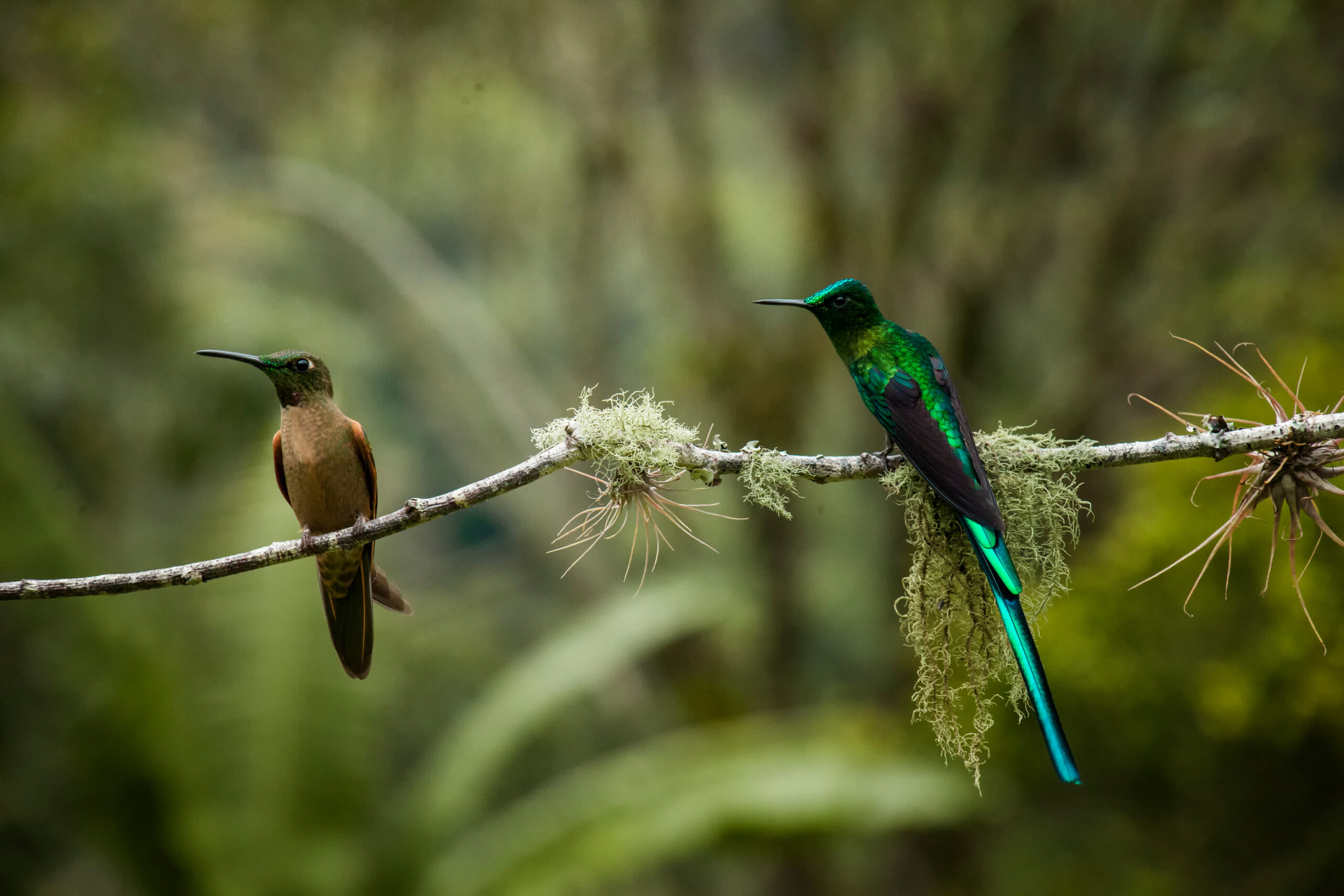Dos colibríes posados sobre una rama cubierta de musgo.